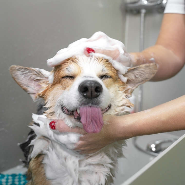 Happy dog getting a bath at Totally Mutts